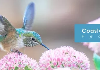 Coastal Roots Health Centre: Chiropractic, Naturopathic, Registered Massage Therapy, Acupuncture