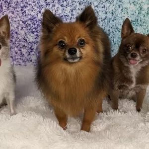 Hair of the dog Grooming Salon Inc.